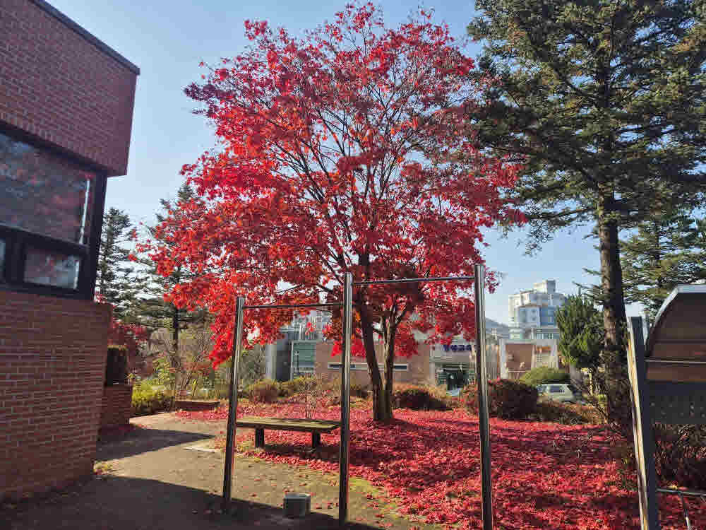 2025년 한림성심대학교의 가을