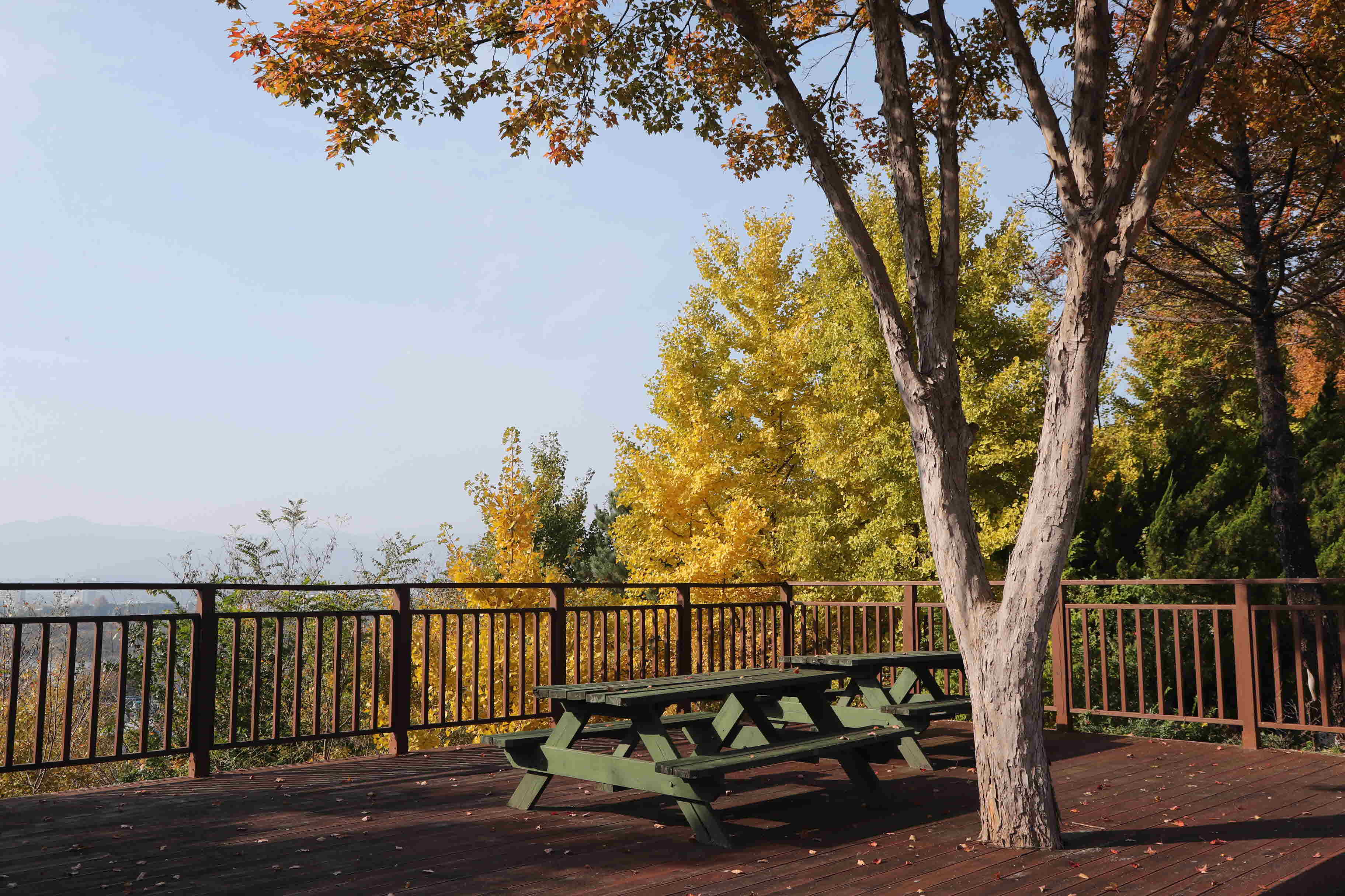 2025년 한림성심대학교의 가을